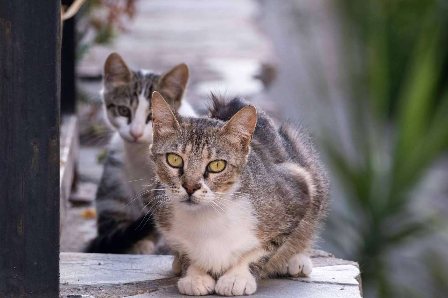 El desafío de garantizar la nutrición de animales sin hogar, una respuesta solidaria