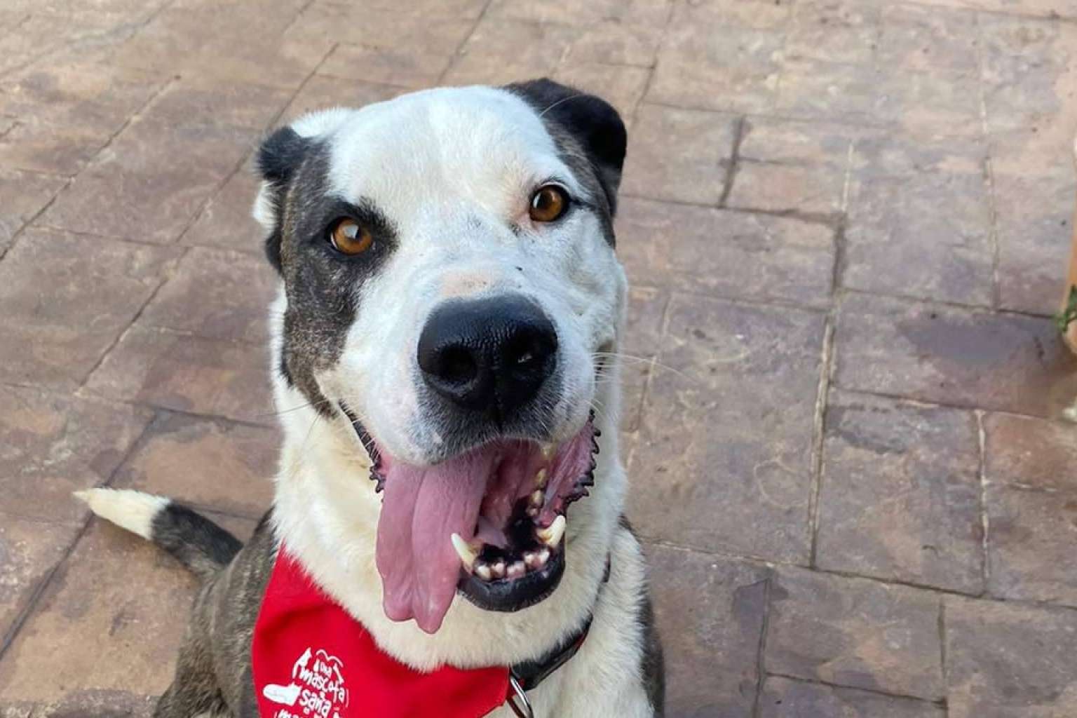 SOS Vidas, compromiso y amor por los animales en busca de una segunda oportunidad