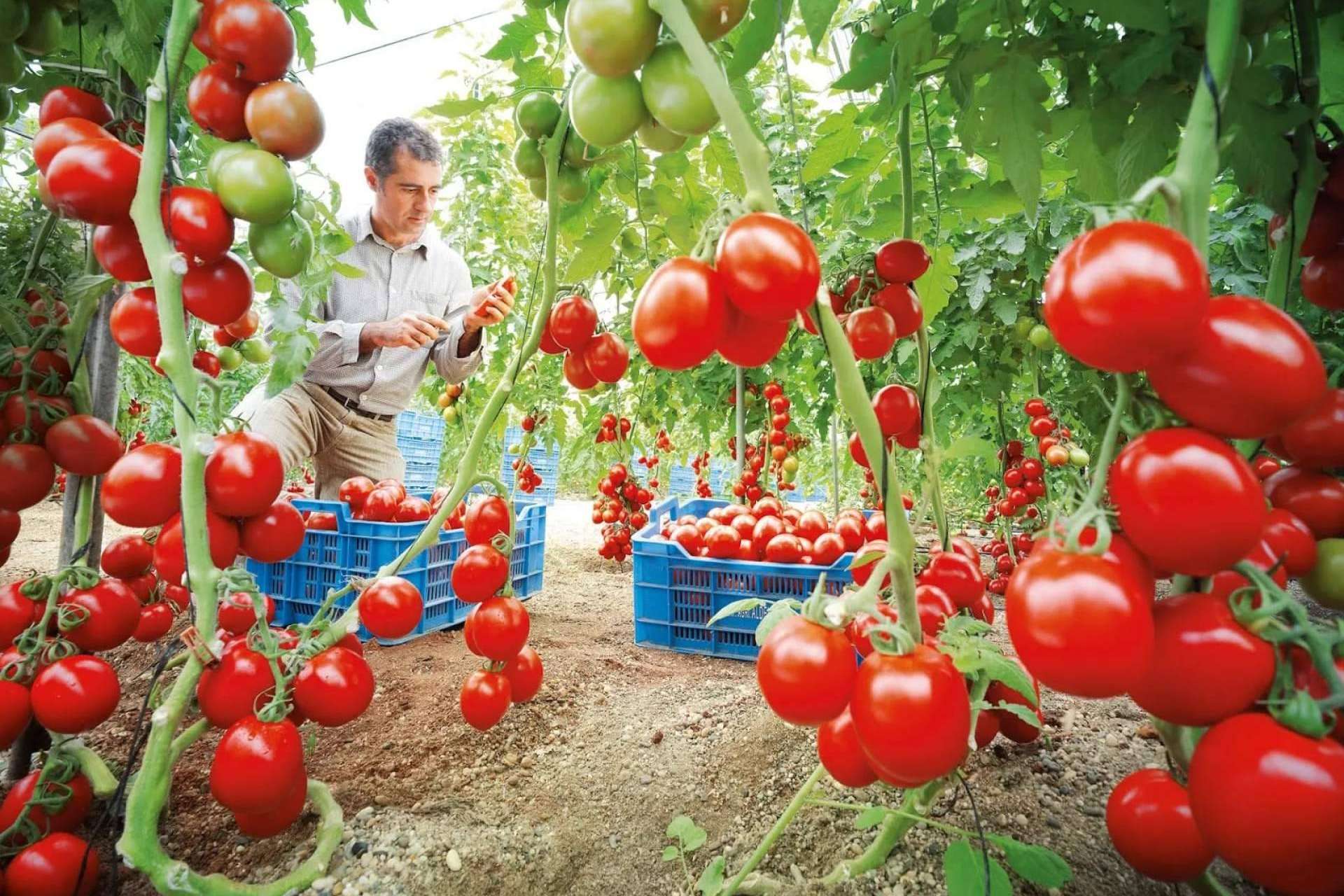 Un ensayo revela cómo la biotecnología ecológica multiplica la producción
