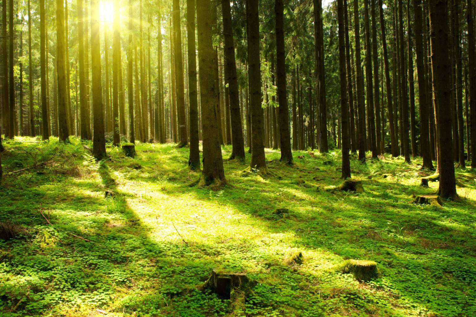 El compromiso de ECOticias.com con el medio ambiente, la sostenibilidad y la información ecológica