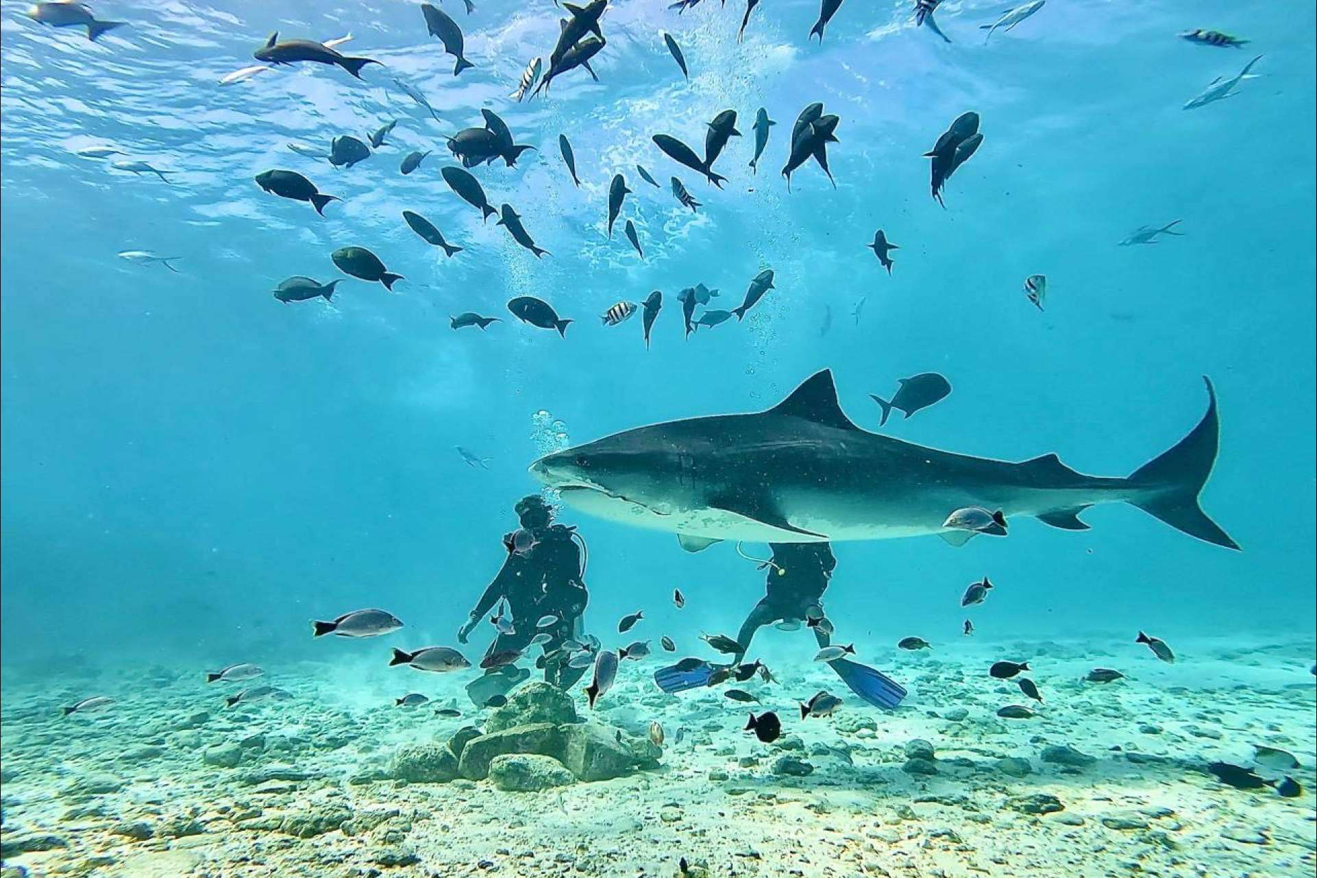 Drop Dive Maldives, referencia profesional en buceo en Rasdhoo y Fuvahmulah