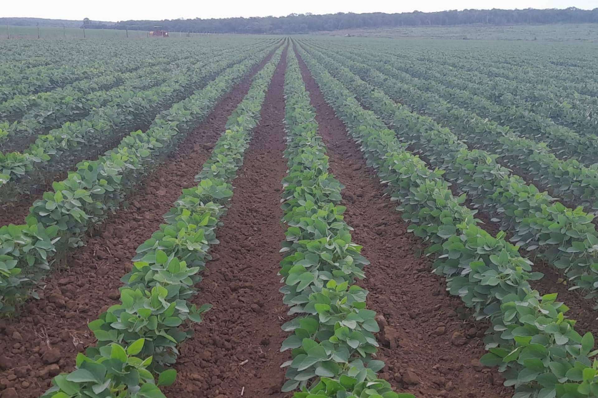 Producción de soya en México; Un pilar del crecimiento agroindustrial