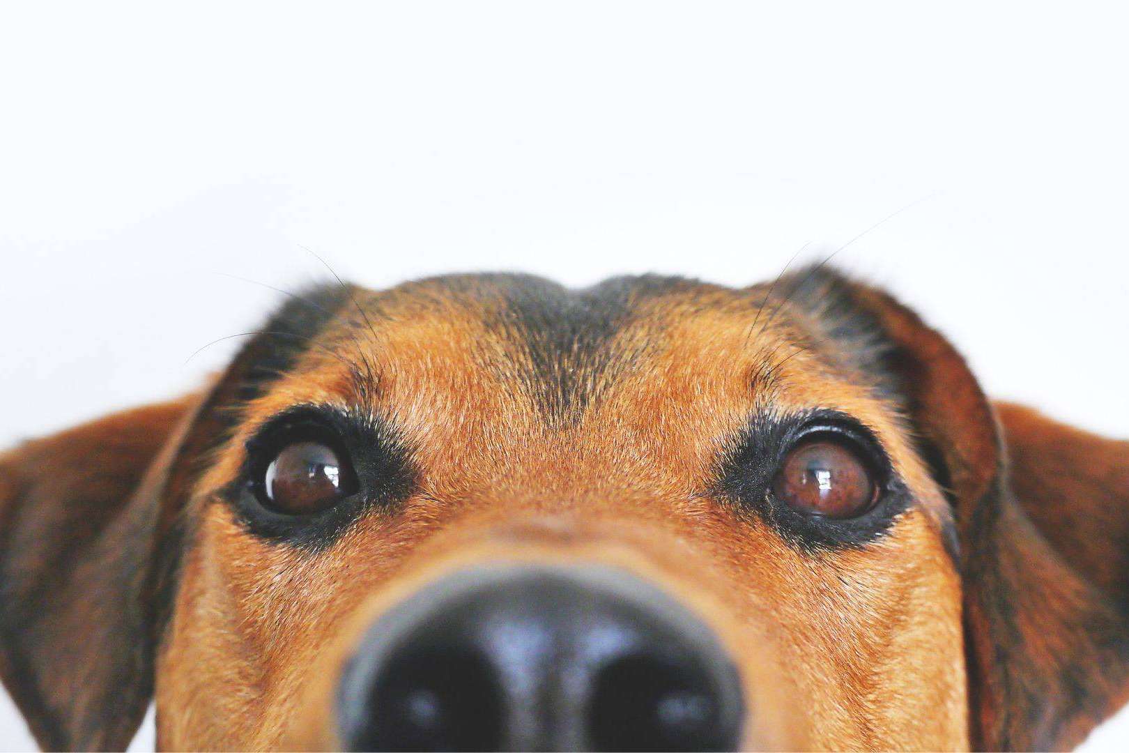 Seguro para mascotas; Proteger al mejor amigo con la mejor cobertura