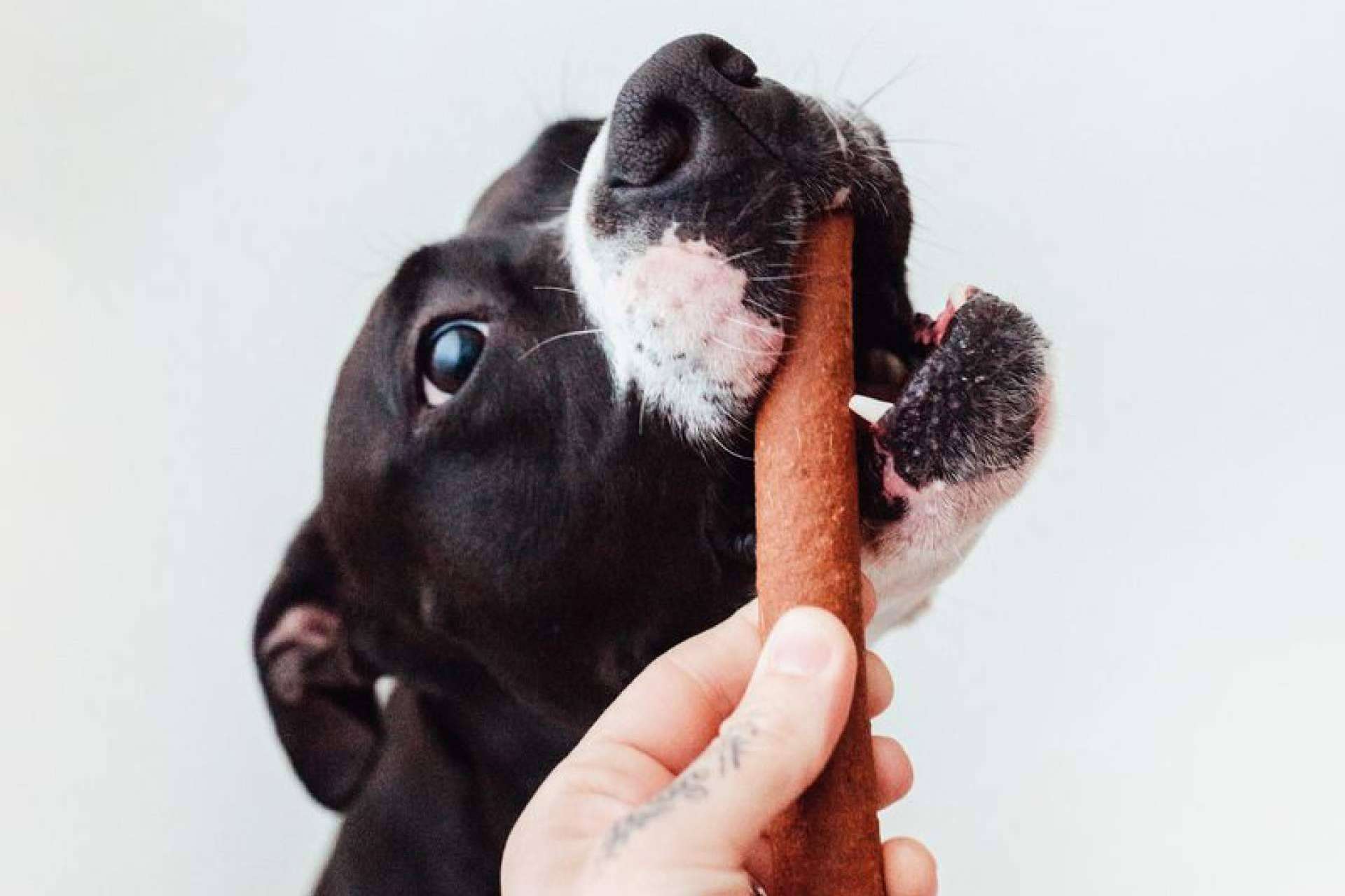 ¿Se cree conocer a la mascota? Hay que prepararse para descubrir su nuevo vicio
