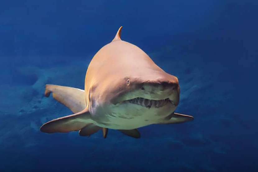 Visita Mallorca en Semana Santa; Conecta con el mar en Palma Aquarium