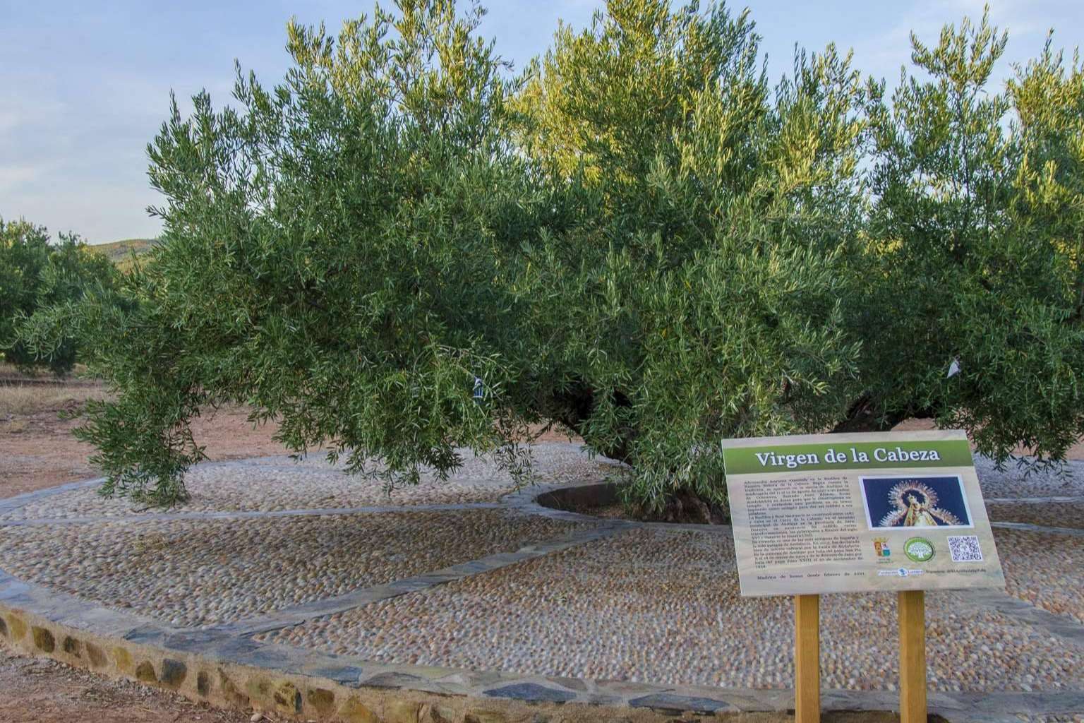 El aceite de la vida proyecto solidario de apadrinamiento de olivos