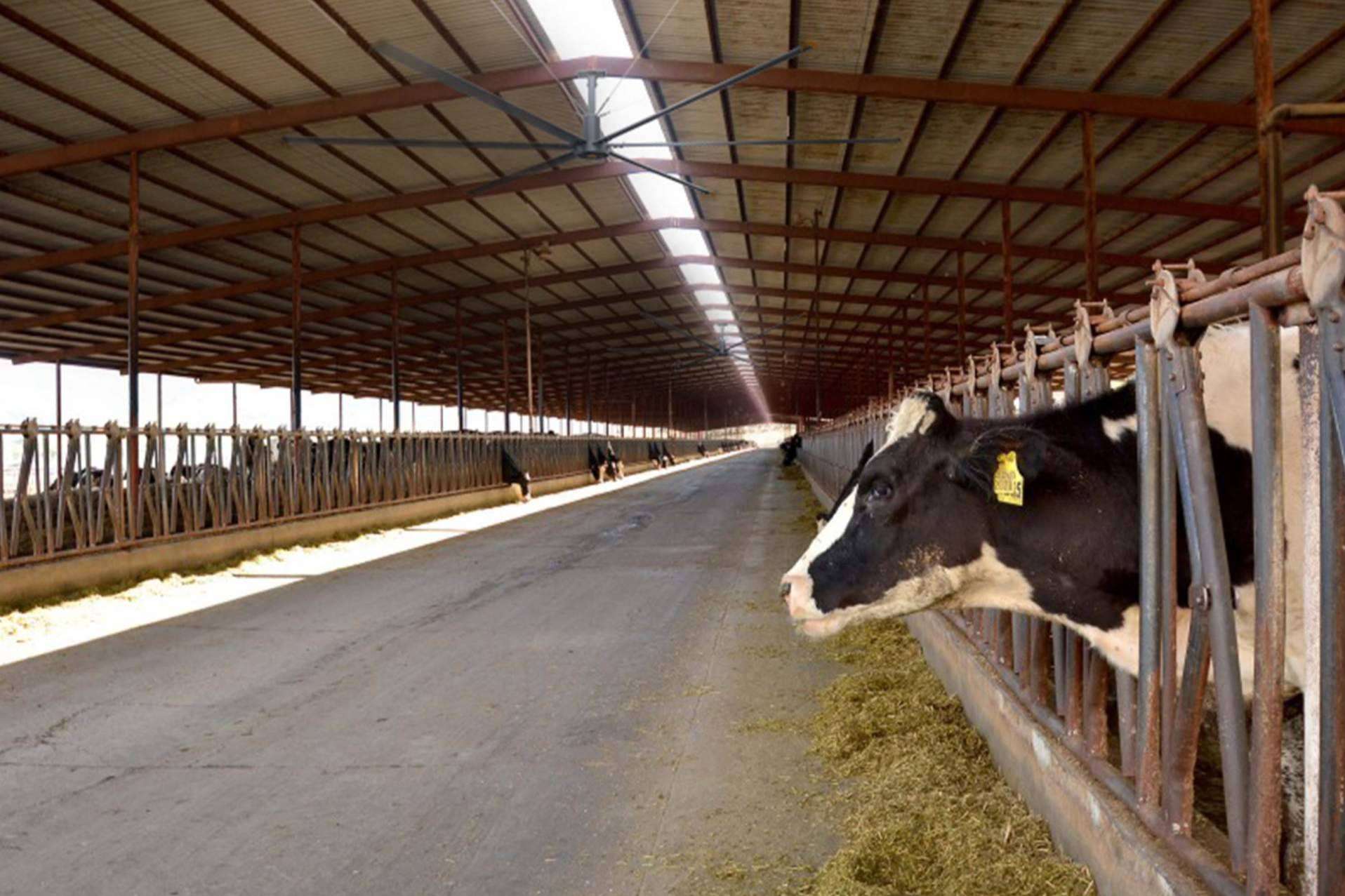Soluciones de ventilación ganadera industrial de Lfans; Eficiencia y confort térmico en grandes espacios