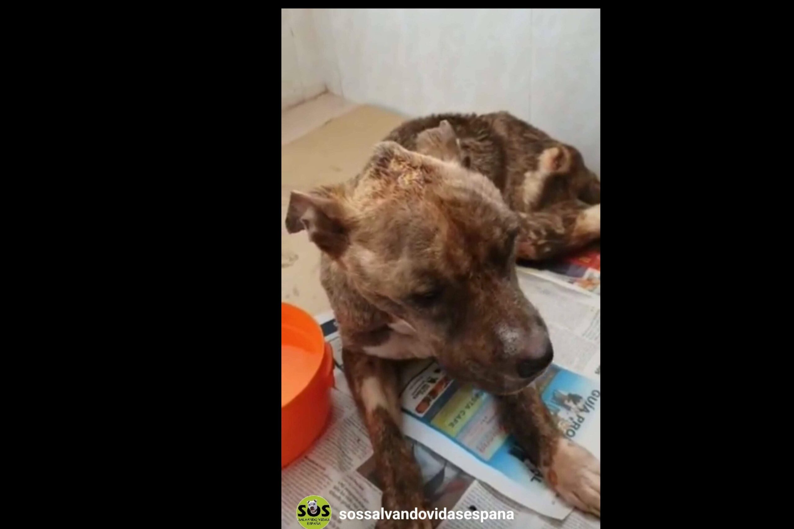 Rescate animal solidario y compromiso social; la misión de SOS Salvando Vidas España en la lucha contra el abandono