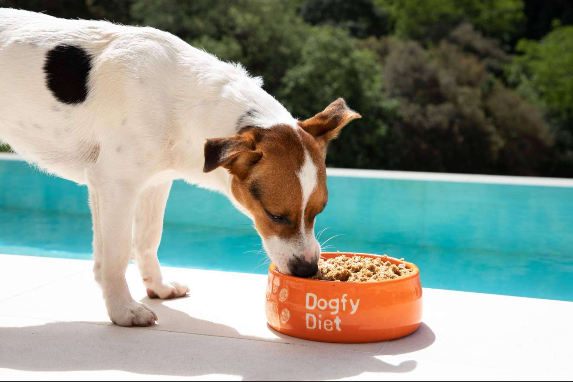Comida natural desde los primeros meses, Dogfy Diet apuesta por la alimentación personalizada para cachorros