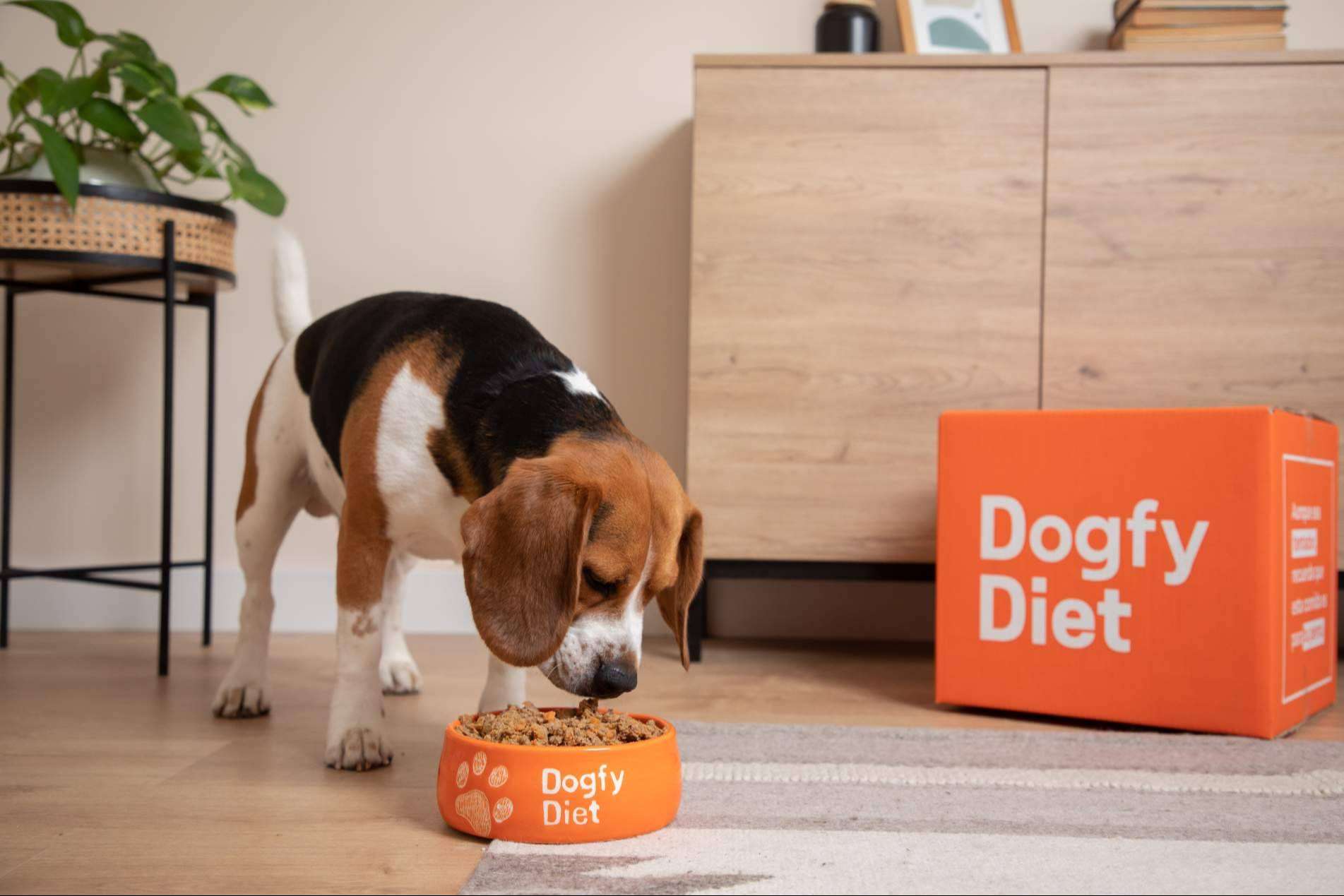 La comida natural para perros mayores de 7 años gana protagonismo en el modelo nutricional de Dogfy Diet