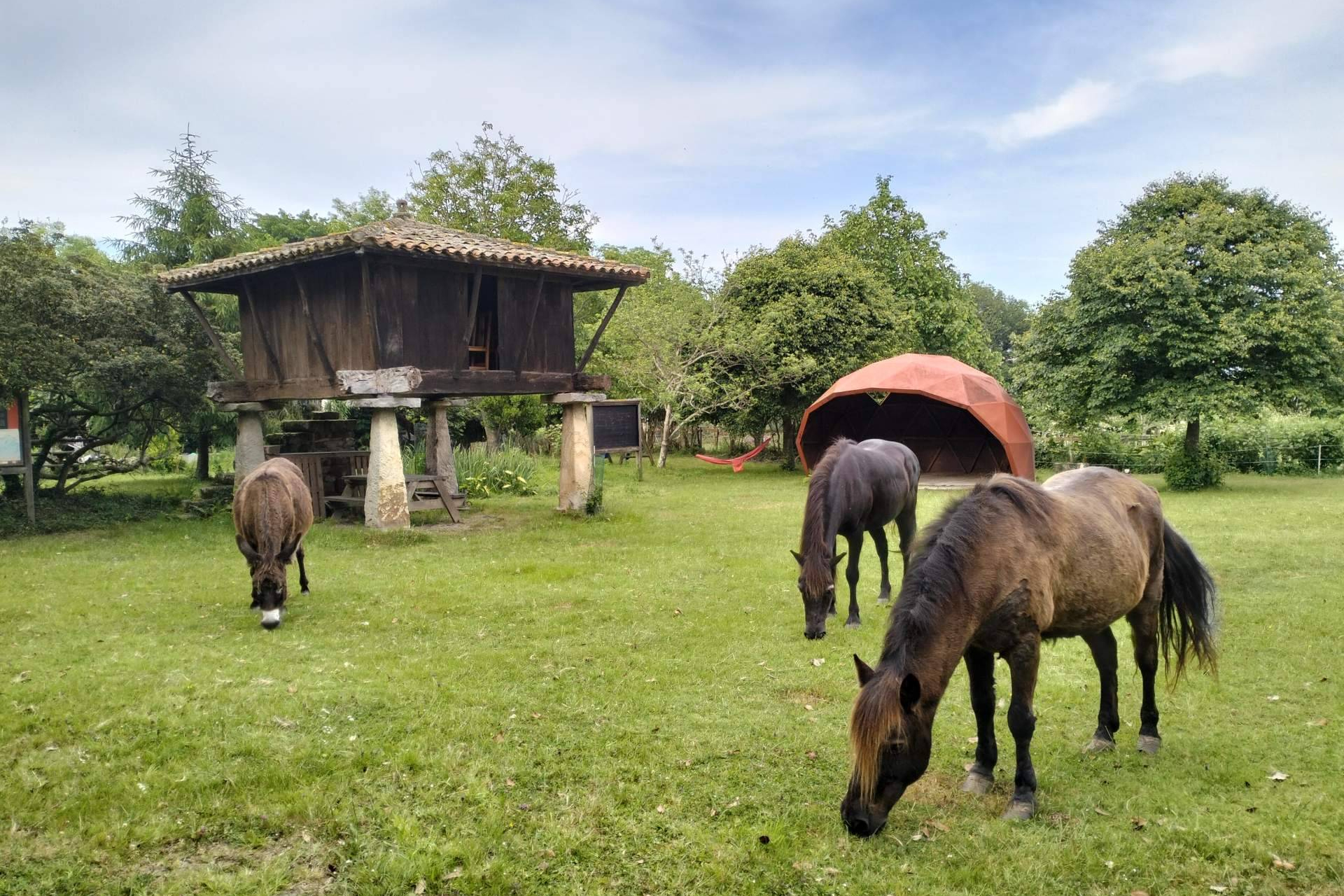 El Ecomuséu Ca l’Asturcón impulsa el ecoagroturismo asturcón con la recuperación del poni autóctono