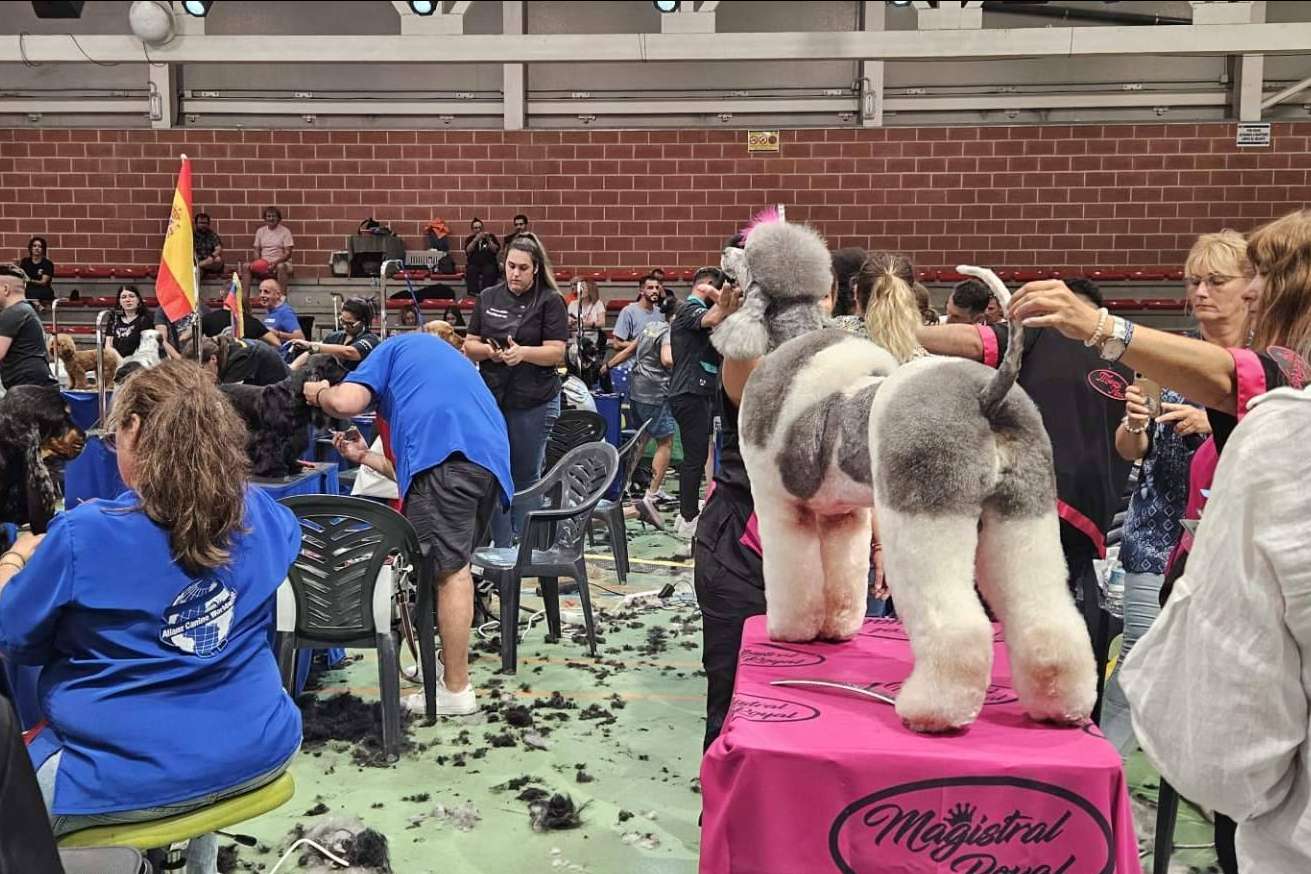 El mejor estilismo canino del mundo llega a Murcia en octubre