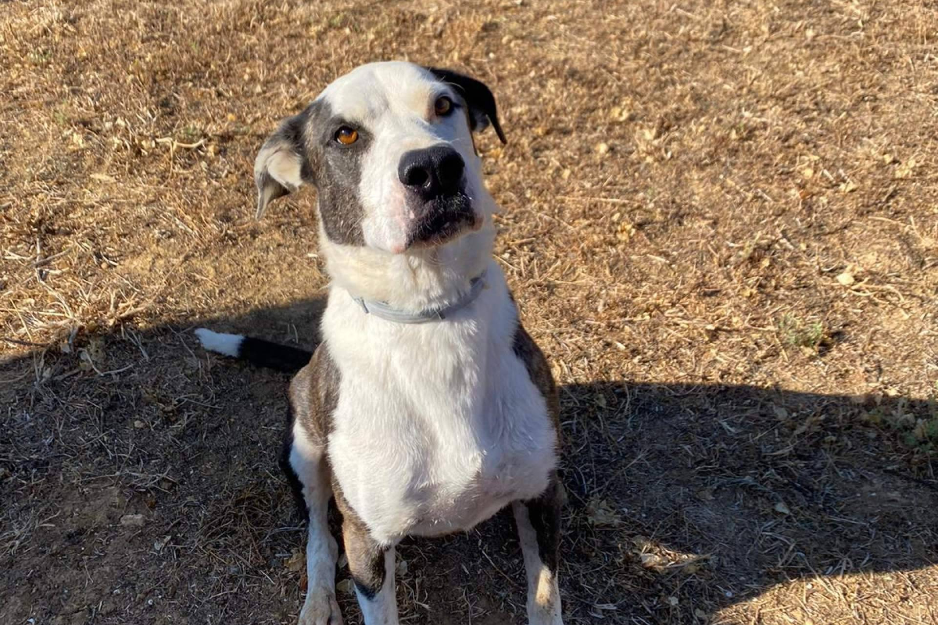 El verano agrava el abandono animal y SOS Salvando Vidas España actúa ante la emergencia
