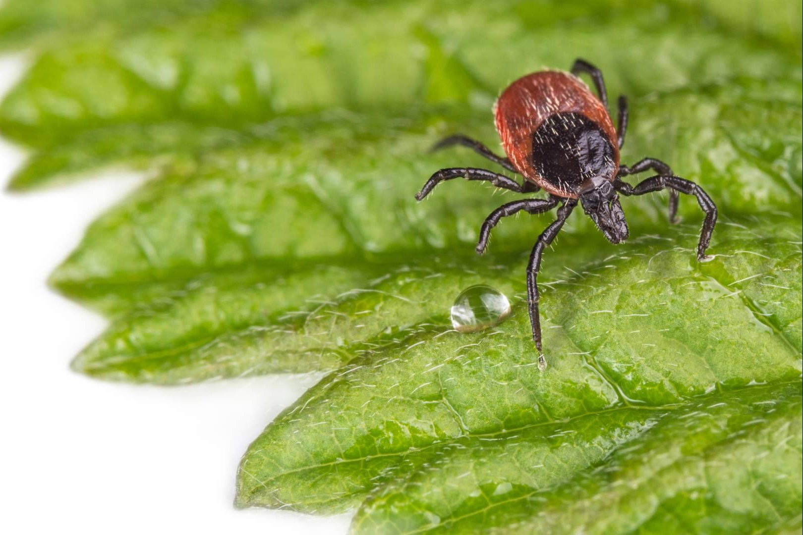 IAH Wellness revoluciona el tratamiento de Lyme y coinfecciones con su protocolo LACI®