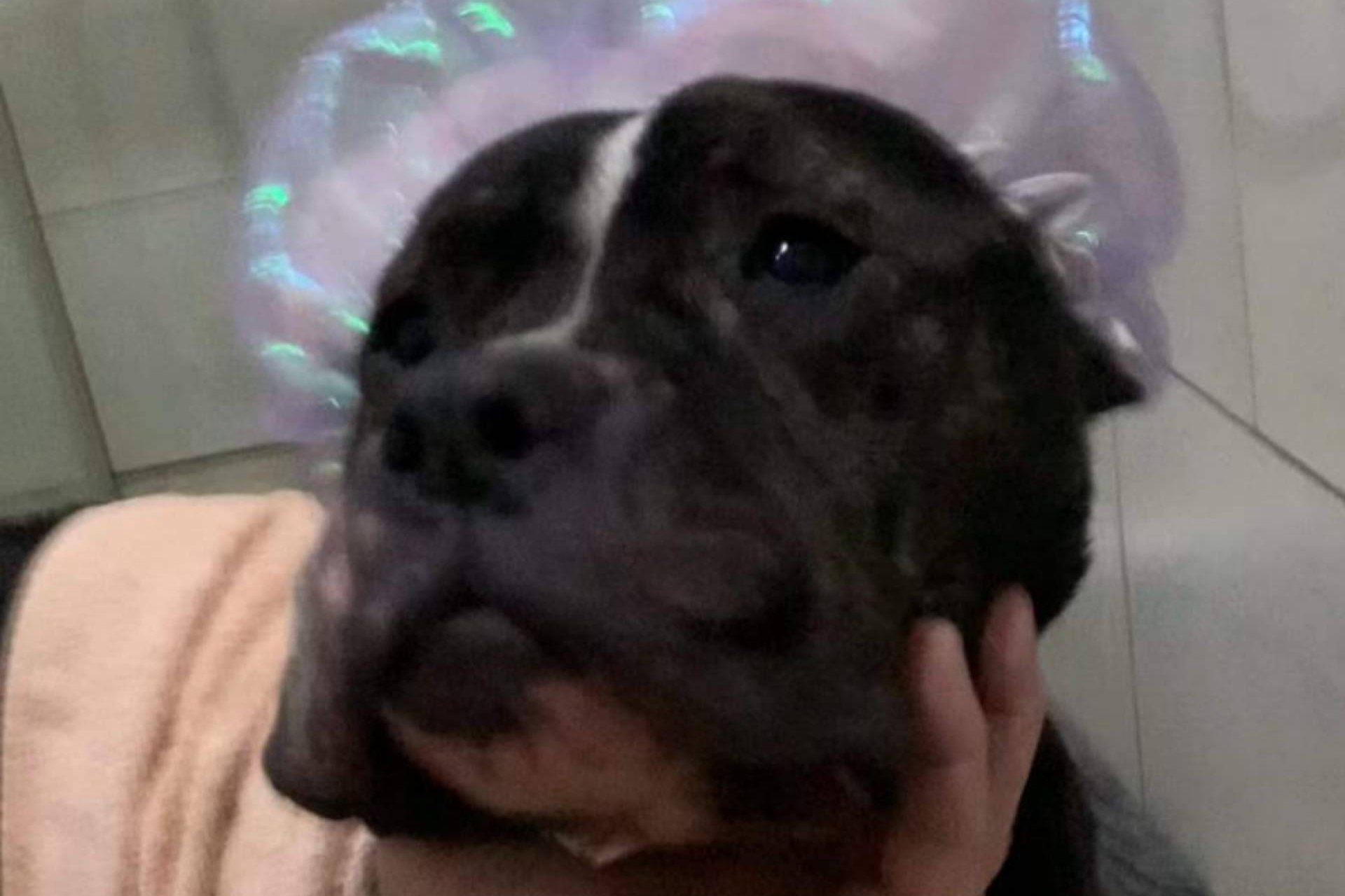 Adoptar perros sin prejuicios de raza, el objetivo de las campañas de SOS Salvando Vidas España