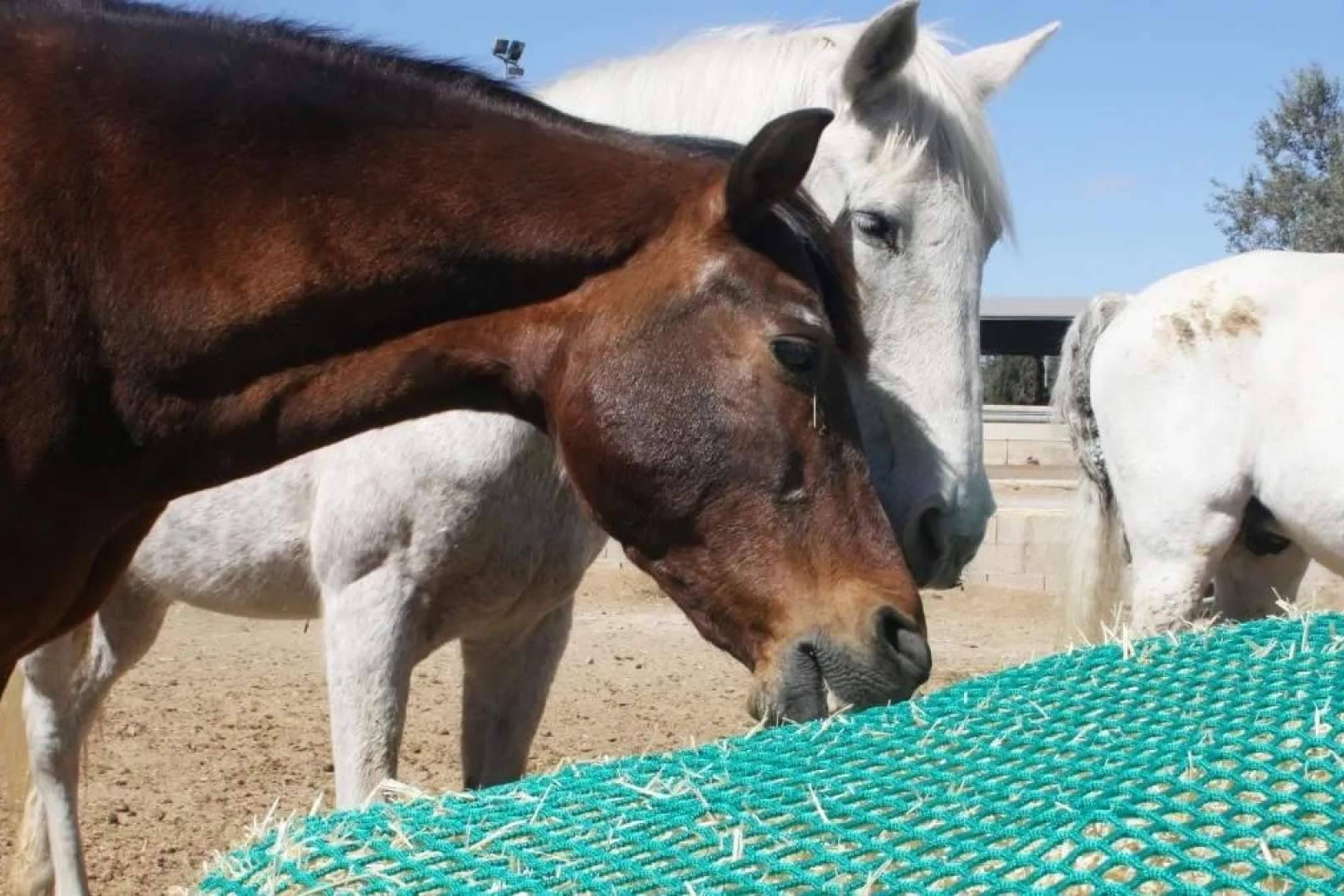 El Slow Feeding consolida su lugar en el mercado español como aliado del bienestar equino y la eficiencia en las cuadras