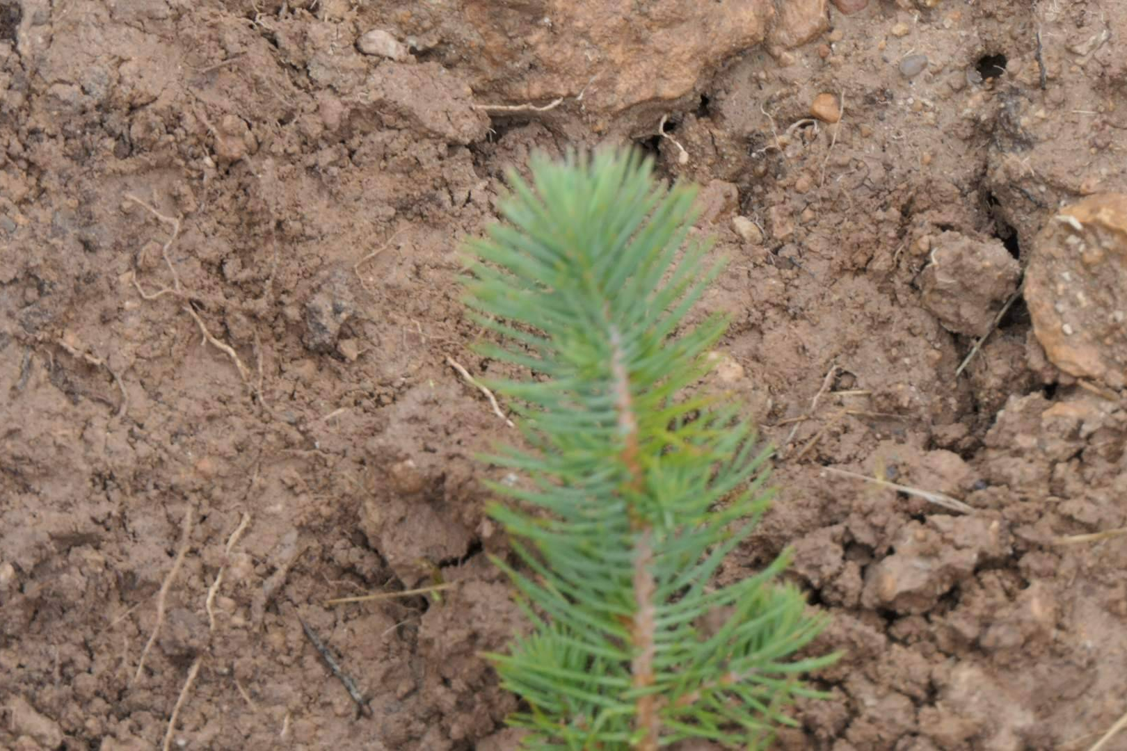 CO2 Gestión desarrolla proyectos forestales certificados para compensar la huella de carbono empresarial