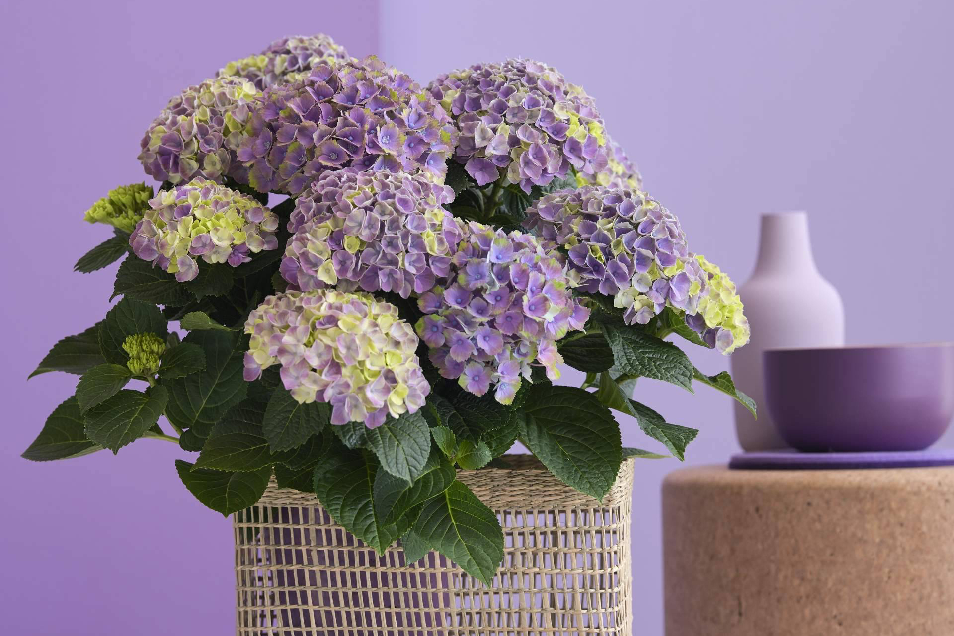 Hortensias en casa, más de 150 días de color para dar la bienvenida a la primavera