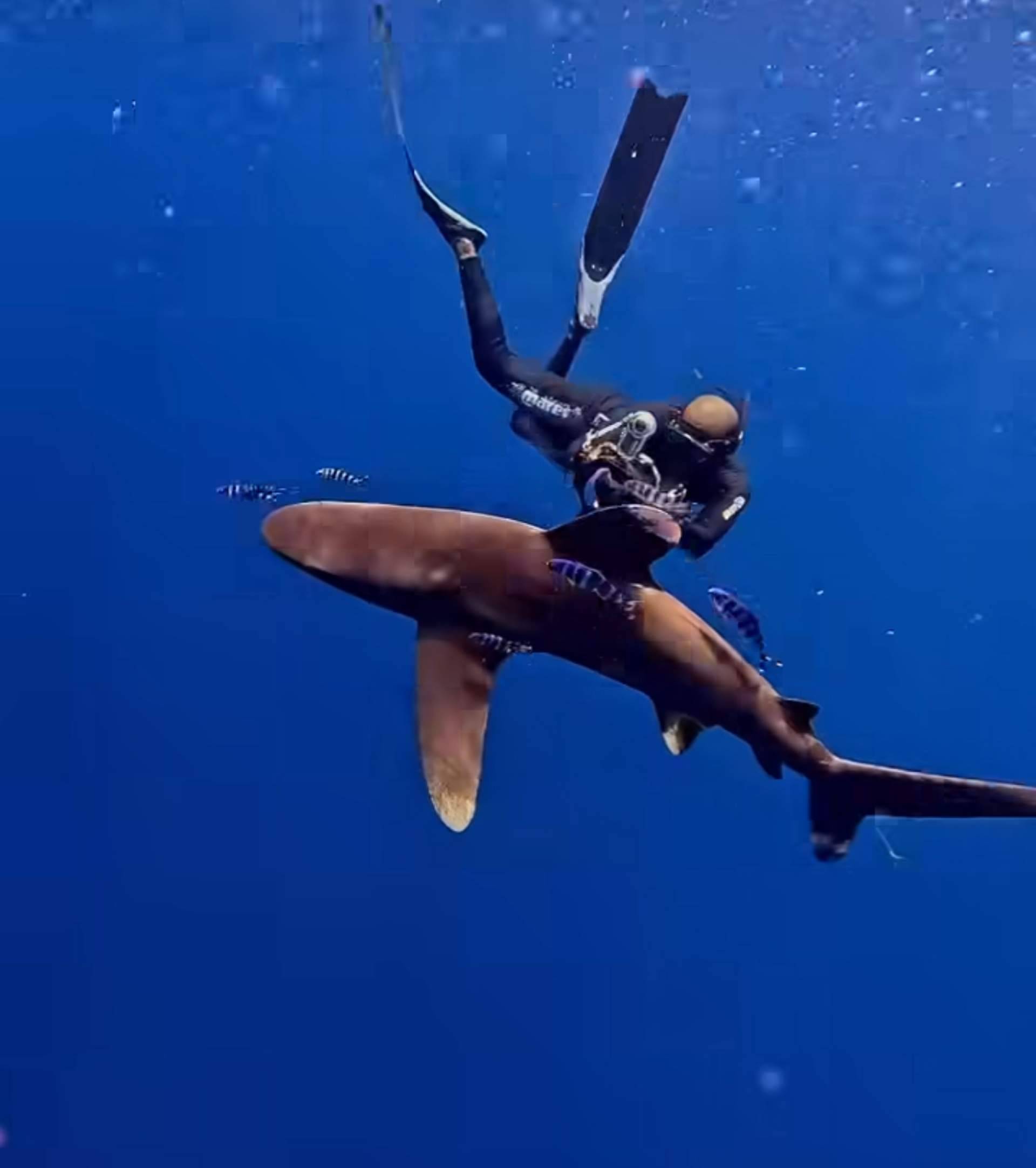 Bucear con tiburones en Maldivas con Drop Dive Maldives, la forma más segura de disfrutar