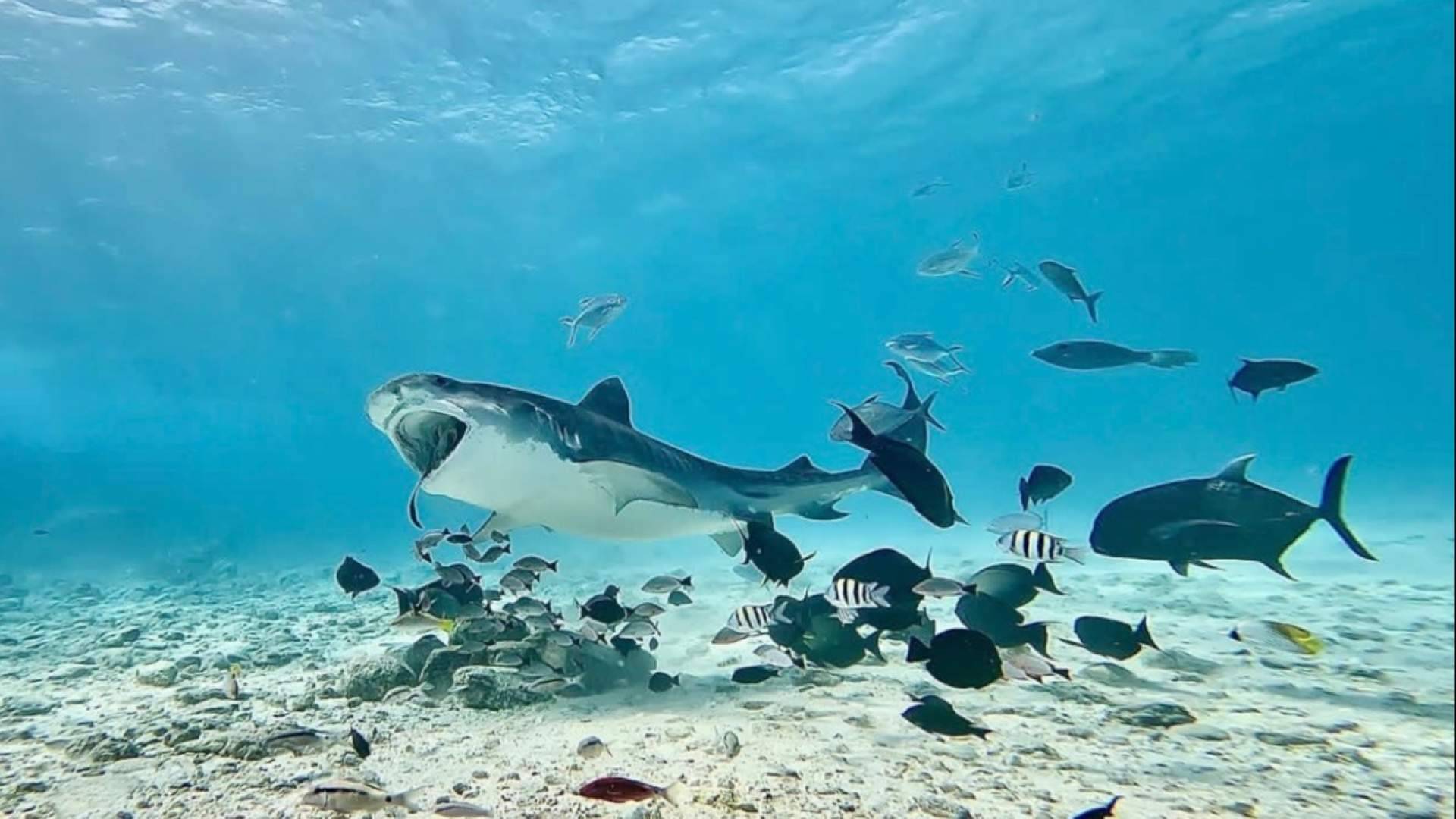 Los tiburones tigre de Maldivas podrían ser clave para la ciencia