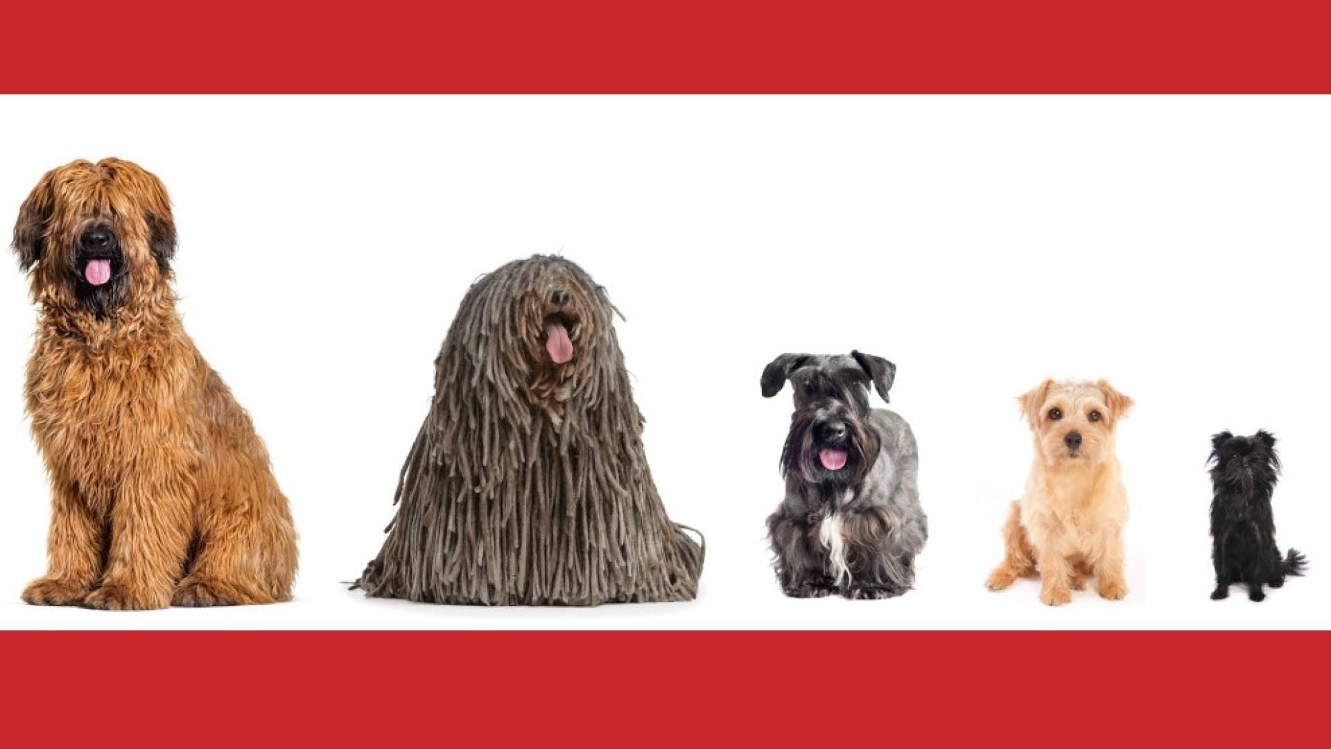 Petplan España crea el primer cotizador de seguros para mascotas Chat GPT