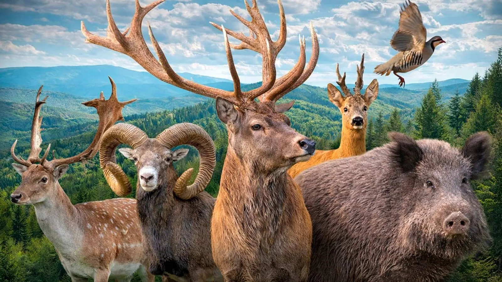 Trofeo Caza y Conservación, el rincón de los apasionados de la caza